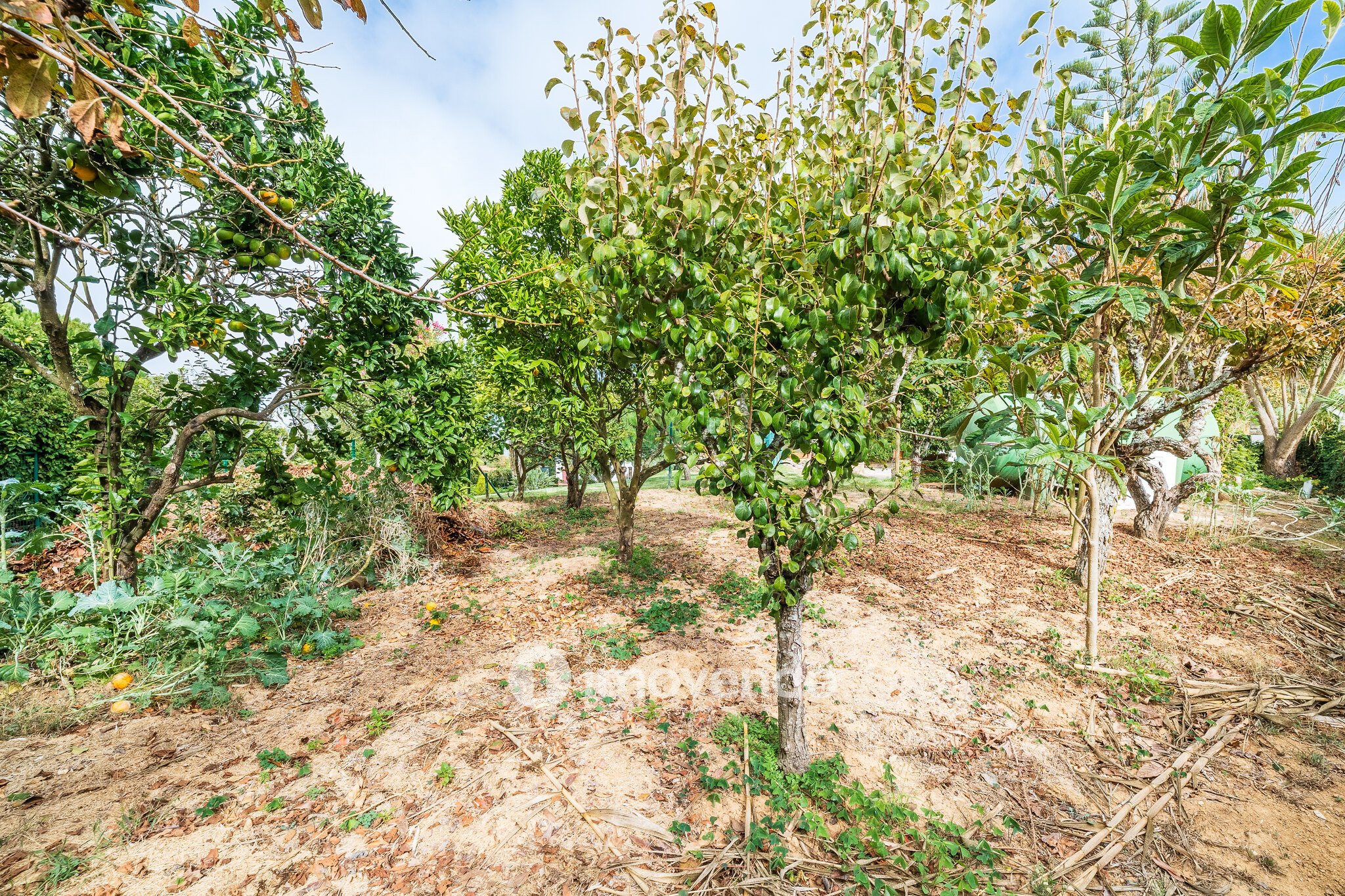 Quinta isolada T3+1 com áreas amplas e terreno de 2022m², em Colares