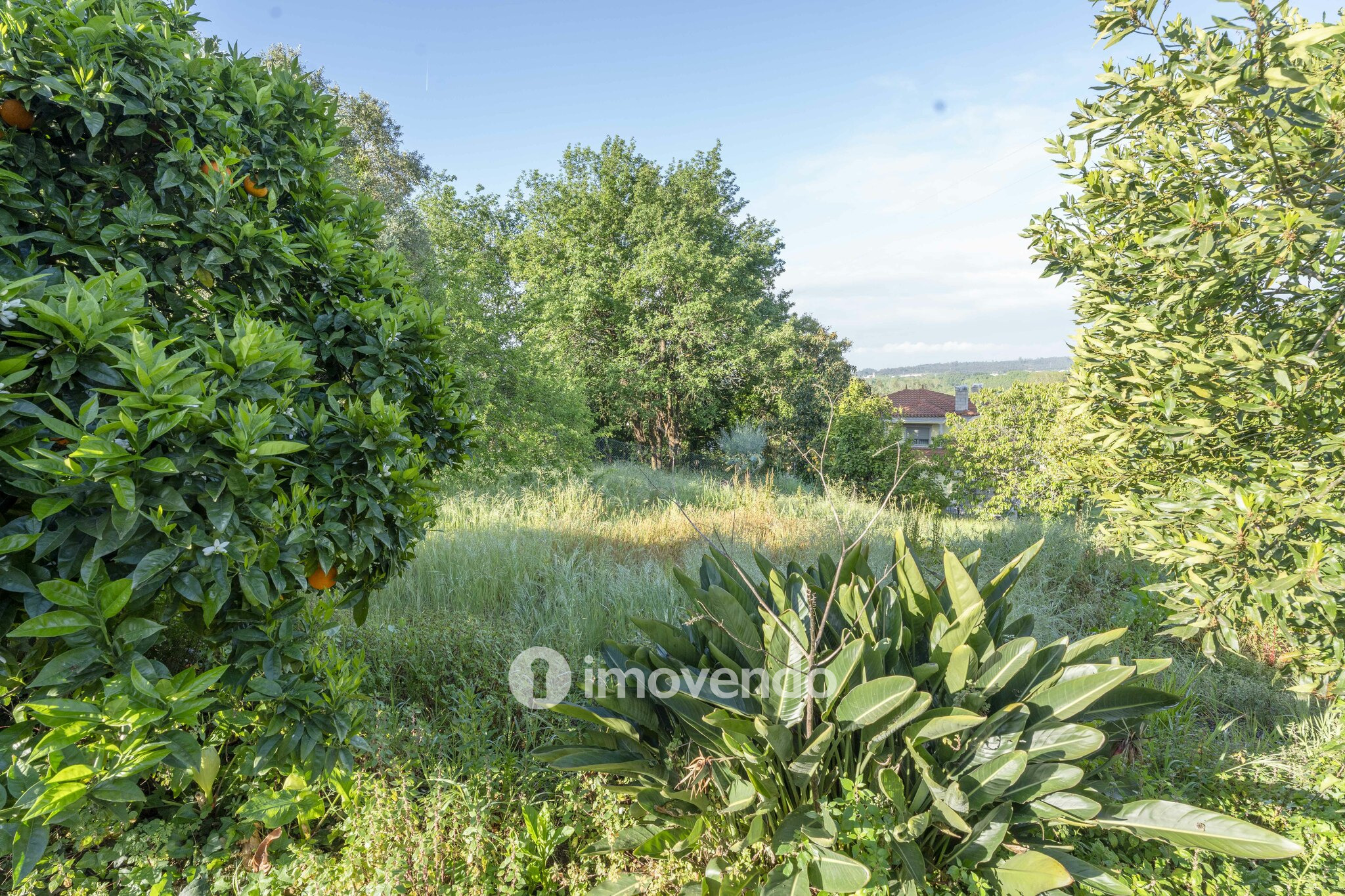 Moradia isolada T4, com terreno de 1.464m², no Travassô, Aveiro