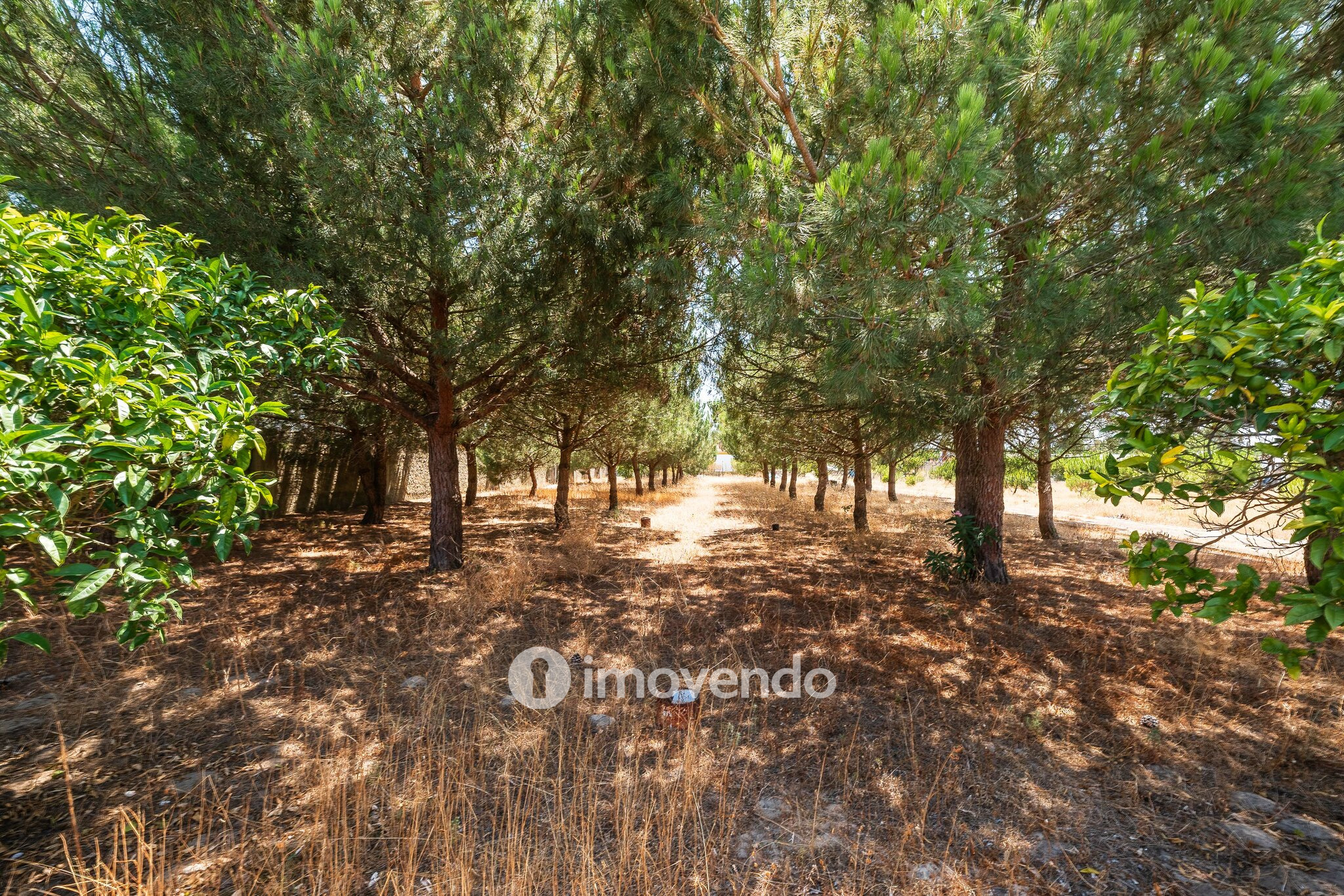 Moradia T3, com um terreno enorme de 5960m², na Quinta do Anjo